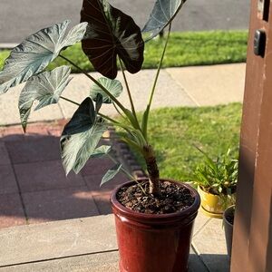 Elegant Green and Brown Potted Plant